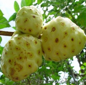 экстракт моринды лимоннолистной  #44007