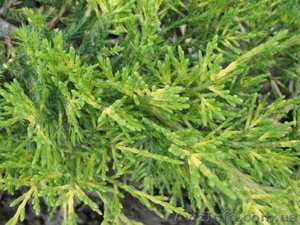 Вечнозеленые растения в контейнерах #46104