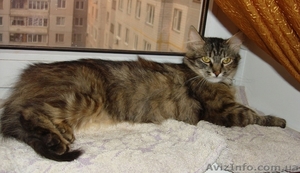 Полосатая стерилизованная кошечка ищет семью!!!  #42446