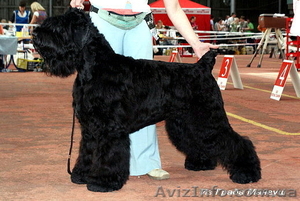 Щенки русского черного терьера #40018