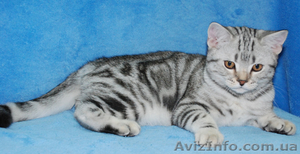 Британские котята вискасных окрасов #47286