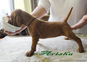 Продаются щенки венгерской легавой выжлы (к/ш) #45652