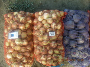 Лук,  свекла 2010 #45948