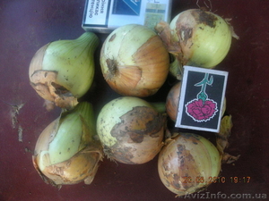 Лук  2010 года молодой #45947