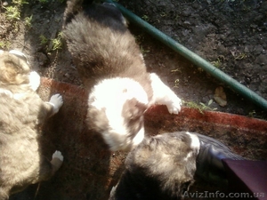 Продам щенков Кавказкой овчарки #38893