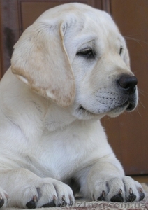 Лабрадор щенки продам #45440