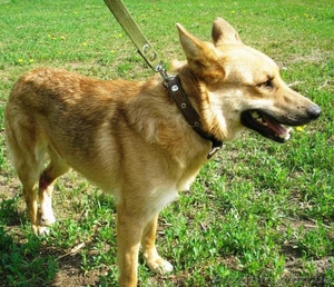 Очаровательная собачка Алиса ищет хозяина #37463