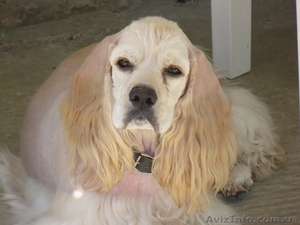 Продам щенков Американского Кокер Спаниель #41113