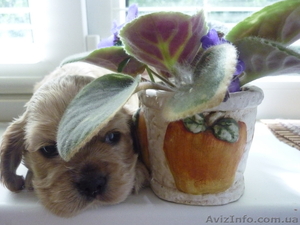 Щенки американского кокера #42417