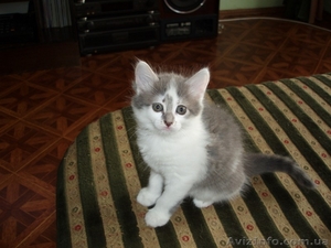 Котята домашние 2, 5 мес. #42161