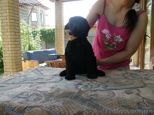 продам щенков черного терьера #28957