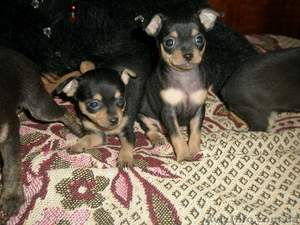 продам щенков той-терьера #43242