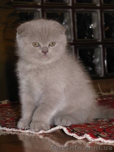 Классные шотландские вислоухие котята от элитных родителей (не питомник). #38933