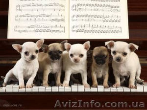 Перевозка Пианино Киев. Перевезти пианино по Киеву.  перевозка пианино #44291