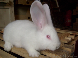 кролики  #23499