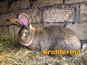 огромные кролики #23504