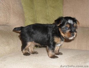Продаются Щенки йоркширского терьера #40291