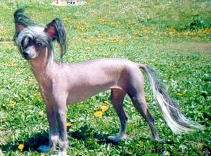 Щенки Китайская Хохлатая от800грн #41981