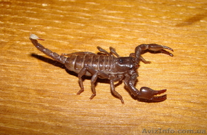 Продам малышей Pandinus imperator (Императорский скорпион) #46997