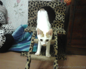 котенок маленький 3 месяца #44902