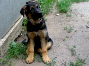 Щенки Немецкой овчарки, Кировоград #54118