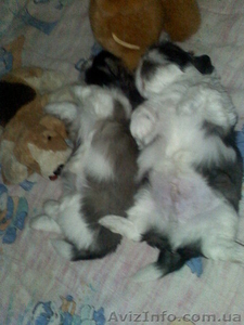 Продам щенков Шит-цу #50309