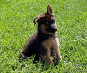 Продажа немецких овчарок #51217