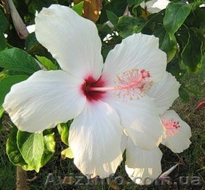  продам  комнатные розы  #47989