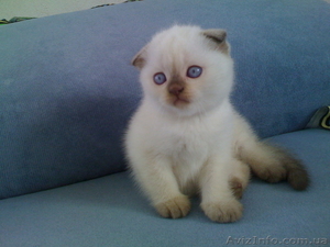 Котята скоттиш фолд.  #57087