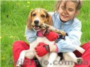 щенки бигля. симпатичные компаньены для семьи,  охоты и путешествий #50216