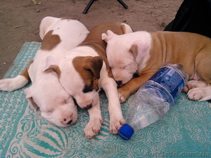 Щенки американского стаффтерьера #59320