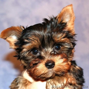 ЙОРК СУПЕР ЩЕНОК МИНИ ПРОДАМ #50274