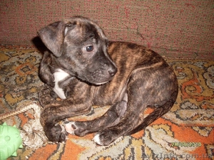 Продам щенков американского стаффордширского терьера, недорого, срочно! #48522