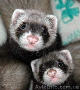 Хорек.Посмотреть на малышей можно Вконтакте на странице Анастасия Мистерия  #56543