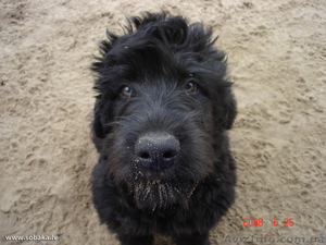 Русский черный терьер #32833