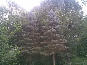 Голубые ели,  Туи #60139