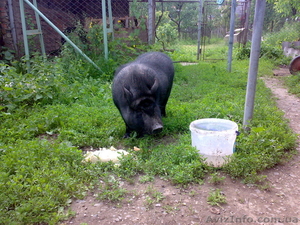 вєтнамські вислобрюхі поросята #55989