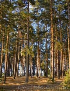 Продаємо будівельну дошку (сосна,  вільха) #47939