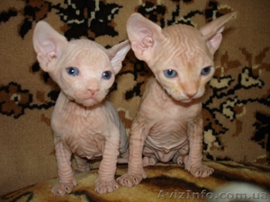 Канадский сфинкс #49943