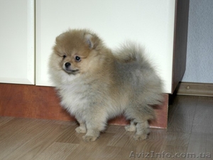яркая девочка померанского  шпица #50894