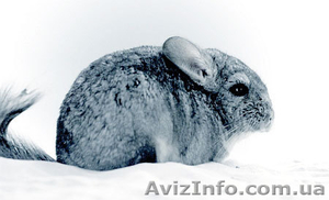 Шиншила, самец 3 месяца #58385