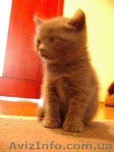 Продам котят породы скоттиш страйт (шотландские прямоухие).  #48552