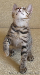 кошечка курильский бобтейл 2.5 мес. #51068