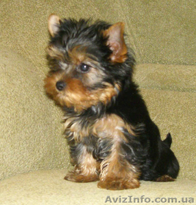 мальчик йоркширский терьер #48623