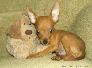 Той терьер мальчик.МИНИ #52399