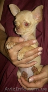 Щенок чихуахуа девочка СУПЕР МИНИ #52401