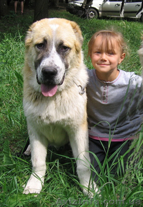 Надежный охранник - алабай (среднеазиатская овчарка ) #48313