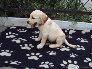 Лабрадор ретривер #56064
