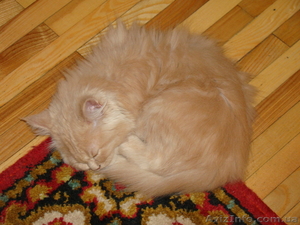 КОТ персидский классик #49836