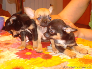 продам щенков чихуахуа #48713